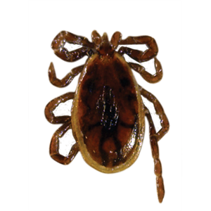 Tick insect PNG-51913